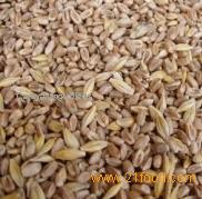 grain processing products
