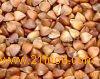 Roasted buckwheat kernel 10
