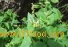 Roasted buckwheat kernel 8