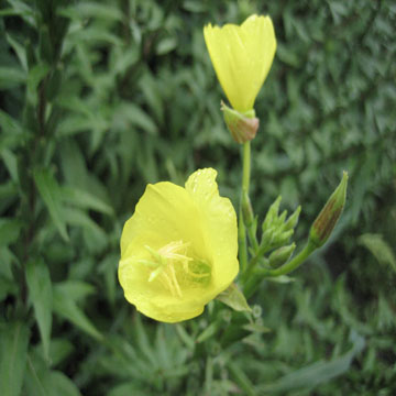 Evening Primrose oil GLA 9.0-10.0%