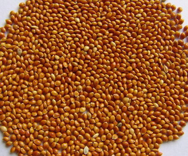 sell buckwheat,millet,sorghums