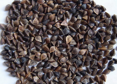 sell buckwheat