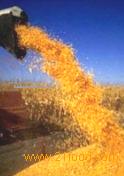 red flint hybrids-corns