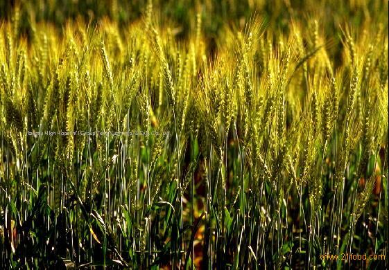 wheat gluten