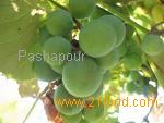White grape juice concentrate