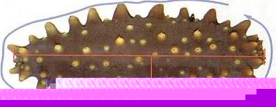 Sea Cucumber (isostichopus fuscus)