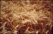 Wheat