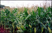 Corn