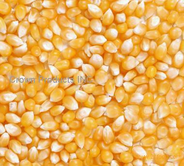 Popcorn