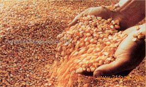Feed Grains