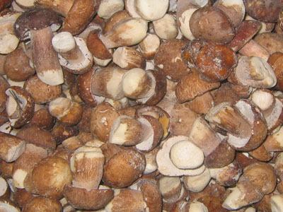 Frozen mushroom Boletus edulis.