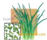 Chives