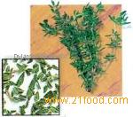 Thymus