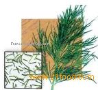 Herbs 1