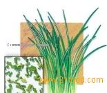 Chives