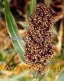 sell sorghum