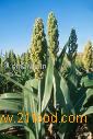 sorghum
