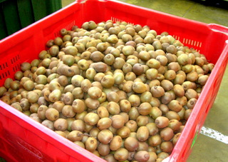 SELL KIWI FROM ITALY