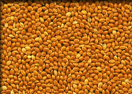 red broomcorn millets