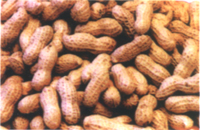 GROUNDNUT IN SHELL