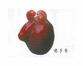 CHAYOTE JUJUBE