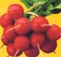 Cherry radish