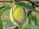 Huangtian snow peach