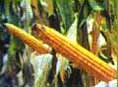 JIYU NO. 8 HIGH YIELD BIG EARS CORN SEED