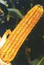 JIYU NO. 9 CORN SEED