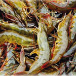 Shrimp