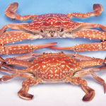 Crab