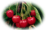cherry