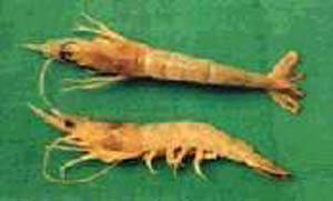 RED PRAWN