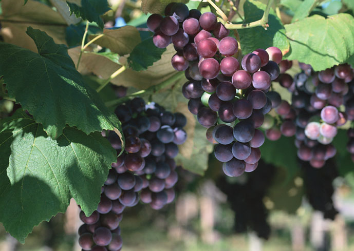 grape