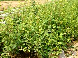 CAVAL VINE SEEDLING