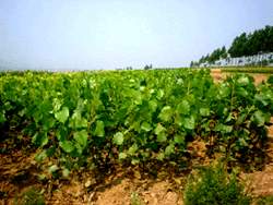 QUICK GROWING POPLAR