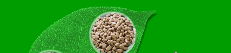 Hiascent Pine Nut