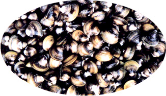 Clam