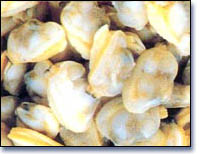 Sell Mottled Clam