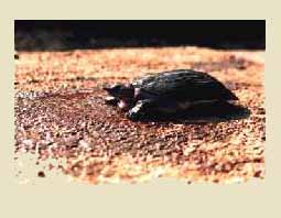 SOFT-SHELLED TURTLE