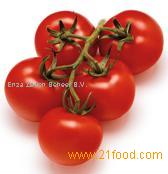 Tomato 2