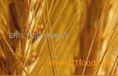 Bread Flour
