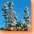 OLEORESINS
