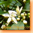 ESSENTIAL OILS & AROMA CHEMICALS