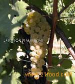 Roncaglia wine