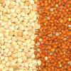 Sell Broomcorn Millet