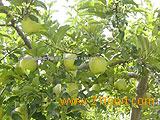 Wanglin apple