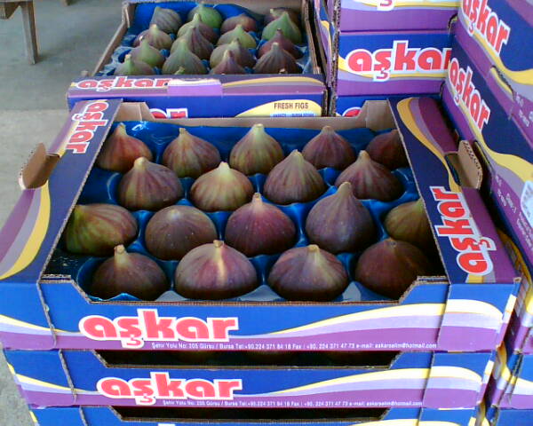Figs