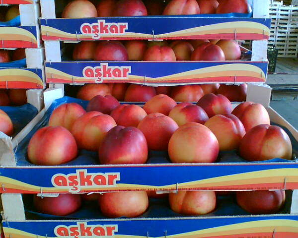sell nectarines