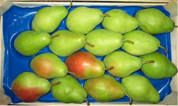 Santa Maria pears